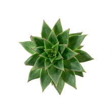 Load image into Gallery viewer, Succulent, 3.5in, Ebony Hens & Chicks - Floral Acres Greenhouse & Garden Centre