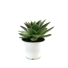 Load image into Gallery viewer, Succulent, 3.5in, Ebony Hens & Chicks - Floral Acres Greenhouse & Garden Centre