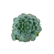 Load image into Gallery viewer, Succulent, 3.5in, Echeveria Mexican Firecracker - Floral Acres Greenhouse & Garden Centre