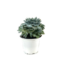 Load image into Gallery viewer, Succulent, 3.5in, Echeveria Mexican Firecracker - Floral Acres Greenhouse & Garden Centre