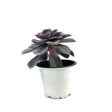 Load image into Gallery viewer, Succulent, 3.5in, Echeveria Perle Von Nurnberg - Floral Acres Greenhouse & Garden Centre