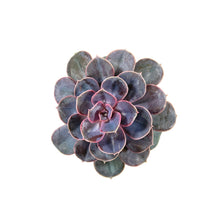 Load image into Gallery viewer, Succulent, 3.5in, Echeveria Perle Von Nurnberg - Floral Acres Greenhouse & Garden Centre