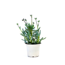 Load image into Gallery viewer, Succulent, 3.5in, Blue Chalk Sticks - Floral Acres Greenhouse & Garden Centre