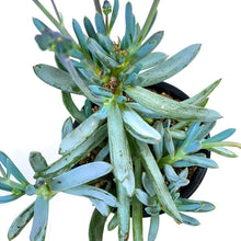 Load image into Gallery viewer, Succulent, 3.5in, Blue Chalk Sticks - Floral Acres Greenhouse & Garden Centre