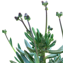 Load image into Gallery viewer, Succulent, 3.5in, Blue Chalk Sticks - Floral Acres Greenhouse & Garden Centre