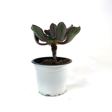 Load image into Gallery viewer, Succulent, 3.5in, Painted Echeveria - Floral Acres Greenhouse & Garden Centre