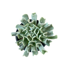 Load image into Gallery viewer, Succulent, 3.5in, Echeveria Topsy Turvy - Floral Acres Greenhouse & Garden Centre