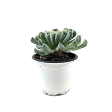 Load image into Gallery viewer, Succulent, 3.5in, Echeveria Topsy Turvy - Floral Acres Greenhouse & Garden Centre
