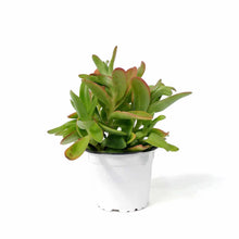 Load image into Gallery viewer, Succulent, 3.5in, Crassula Campfire - Floral Acres Greenhouse & Garden Centre