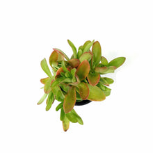 Load image into Gallery viewer, Succulent, 3.5in, Crassula Campfire - Floral Acres Greenhouse & Garden Centre