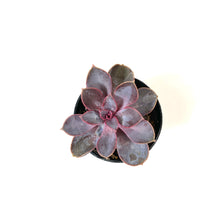 Load image into Gallery viewer, Succulent, 2in, Echeveria Purple Pearl - Floral Acres Greenhouse & Garden Centre