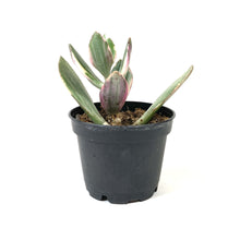 Load image into Gallery viewer, Succulent, 2in, Crassula Jade Variegated - Floral Acres Greenhouse & Garden Centre