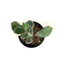 Load image into Gallery viewer, Succulent, 2in, Crassula Jade Variegated - Floral Acres Greenhouse & Garden Centre