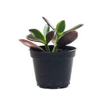 Load image into Gallery viewer, Succulent, 2in, Crassula Sunshine - Floral Acres Greenhouse & Garden Centre