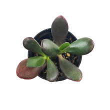 Load image into Gallery viewer, Succulent, 2in, Crassula Sunshine - Floral Acres Greenhouse & Garden Centre