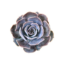 Load image into Gallery viewer, Succulent, 2in, Echeveria Ghost - Floral Acres Greenhouse & Garden Centre