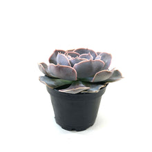 Load image into Gallery viewer, Succulent, 2in, Echeveria Ghost - Floral Acres Greenhouse & Garden Centre