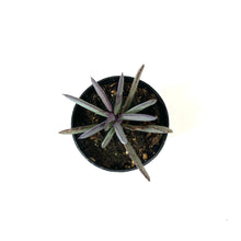 Load image into Gallery viewer, Succulent, 2in, Senecio Crassissimus - Floral Acres Greenhouse & Garden Centre