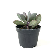Load image into Gallery viewer, Succulent, 2in, Senecio Crassissimus - Floral Acres Greenhouse & Garden Centre