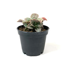 Load image into Gallery viewer, Succulent, 2in, Aeonium Luteovariegatum - Floral Acres Greenhouse & Garden Centre