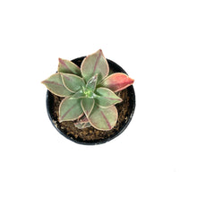 Load image into Gallery viewer, Succulent, 2in, Aeonium Luteovariegatum - Floral Acres Greenhouse & Garden Centre