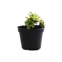 Load image into Gallery viewer, Succulent, 2in, Aeonium Suncup - Floral Acres Greenhouse & Garden Centre