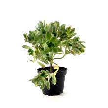Load image into Gallery viewer, Succulent, 2in, Aeonium Suncup - Floral Acres Greenhouse & Garden Centre
