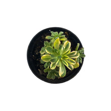 Load image into Gallery viewer, Succulent, 2in, Aeonium Suncup - Floral Acres Greenhouse & Garden Centre