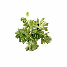 Load image into Gallery viewer, Succulent, 2in, Aeonium Suncup - Floral Acres Greenhouse & Garden Centre