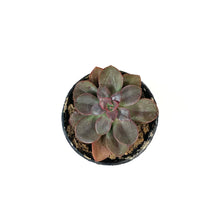 Load image into Gallery viewer, Succulent, 2in, Echeveria Chroma - Floral Acres Greenhouse & Garden Centre