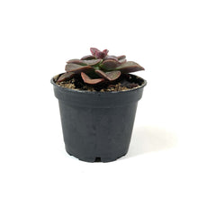 Load image into Gallery viewer, Succulent, 2in, Echeveria Chroma - Floral Acres Greenhouse & Garden Centre