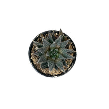 Load image into Gallery viewer, Succulent, 2in, Aloe Aristata - Floral Acres Greenhouse & Garden Centre