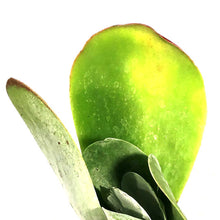 Load image into Gallery viewer, Succulent, 2in, Kalanchoe Thrysiflora Flapjacks