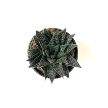Load image into Gallery viewer, Succulent, 2in, Gasteria Flow - Floral Acres Greenhouse & Garden Centre