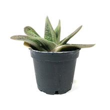 Load image into Gallery viewer, Succulent, 2in, Gasteria Little Warty - Floral Acres Greenhouse & Garden Centre