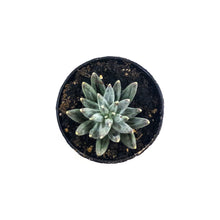 Load image into Gallery viewer, Succulent, 2in, Pachyphytum Compactum - Floral Acres Greenhouse & Garden Centre