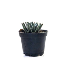 Load image into Gallery viewer, Succulent, 2in, Pachyphytum Compactum - Floral Acres Greenhouse & Garden Centre