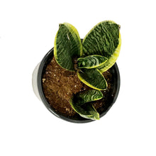 Load image into Gallery viewer, Sansevieria, 6in, Futura Superba