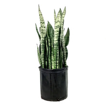 Load image into Gallery viewer, Sansevieria, 10in, Zeylanica
