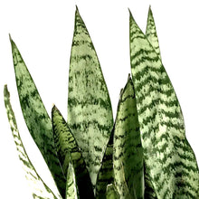Load image into Gallery viewer, Sansevieria, 10in, Zeylanica