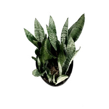 Load image into Gallery viewer, Sansevieria, 10in, Zeylanica
