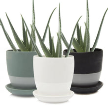Load image into Gallery viewer, Pot & Saucer, 'Big Dyad', 6in - Floral Acres Greenhouse & Garden Centre