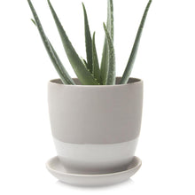Load image into Gallery viewer, Pot & Saucer, 'Big Dyad', 6in - Floral Acres Greenhouse & Garden Centre