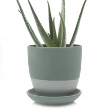 Load image into Gallery viewer, Pot & Saucer, 'Big Dyad', 6in - Floral Acres Greenhouse & Garden Centre
