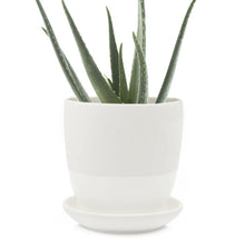 Load image into Gallery viewer, Pot & Saucer, 4in, Big Dyad