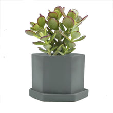 Load image into Gallery viewer, Pot & Saucer, 'Big Hexi', 4in - Floral Acres Greenhouse & Garden Centre