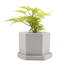 Load image into Gallery viewer, Pot & Saucer, 'Big Hexi', 4in - Floral Acres Greenhouse & Garden Centre