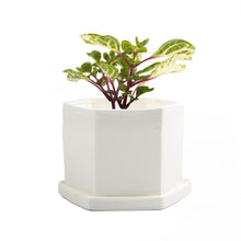 Load image into Gallery viewer, Pot & Saucer, 4in, Big Hexi