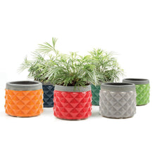 Load image into Gallery viewer, Pina Pot, 3in, Asst. - Floral Acres Greenhouse & Garden Centre