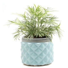 Load image into Gallery viewer, Pina Pot, 3in, Asst. - Floral Acres Greenhouse & Garden Centre